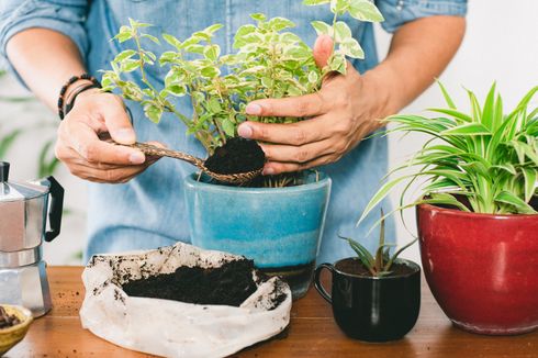 Ingin Menggunakan Ampas Kopi ke Tanaman? Perhatikan Hal Ini