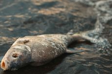 31 Ton Ikan di Waduk Boyolali Mati akibat Fenomena "Upwelling", Kerugian Capai Rp 890 Juta