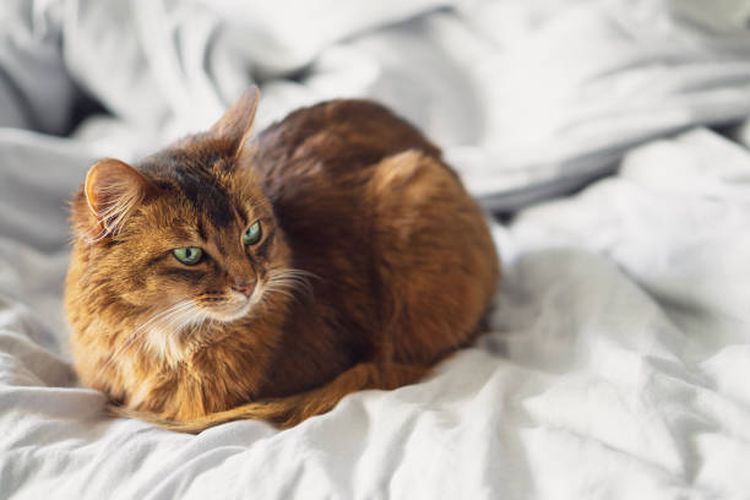 Kucing dengan posisi cat loaf.