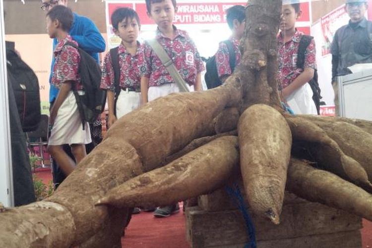 Sejumlah siswa melihat ubi kayu ukuran jumpo di Kabupaten Expo, Kamis (11/8/2016) siang. Ubi kayu dengan berat 1.5 kwintal ini dibudidayakan oleh kelompok Usaha Tani Maju desa Kemetul, Kecamatan Susukan, Kabupaten Semarang.