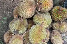 Malam Seru Berburu Durian di Desa Tanjung Kabupaten Kampar, Riau