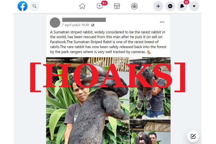 Tangkapan layar unggahan hoaks di sebuah akun Facebook, 7 April 2022, tentang kelinci belang Sumatera langka yang berhasil diselamatkan dari penjualan di Facebook.