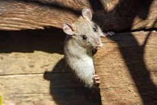 Cara Mengusir Tikus yang Bersarang di Plafon