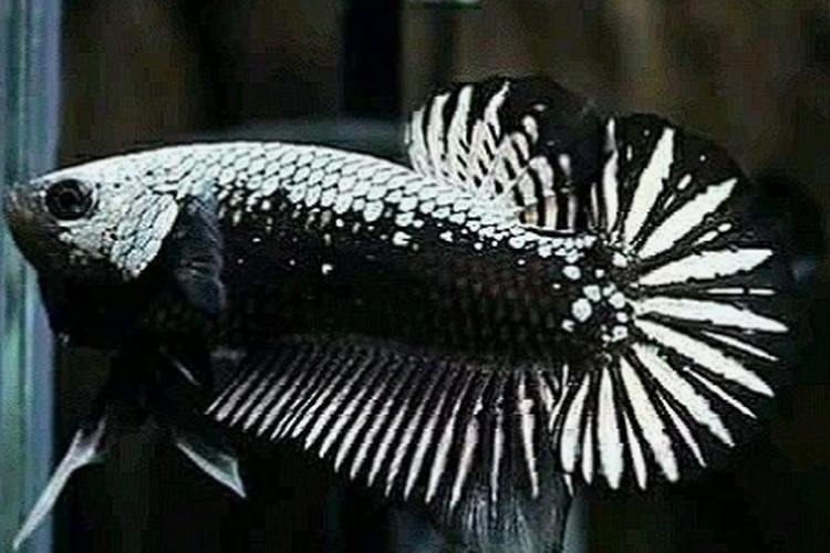 Ikan cupang black samurai 