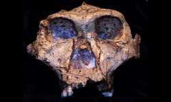 Protein Ungkap Rahasia Paranthropus robustus, Kerabat Manusia 2 Juta Tahun Lalu