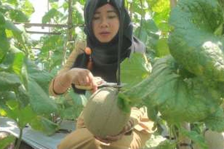 Ranny Damayani pegawai di Pemkot Prabumulih, Sumatera Selatan memilih dan memetik sendiri buah melon di kebun Pak Samidi, Rannny mengaku sering datang ke kebun Pak Samidi sepulang kerja untuk membeli buah melon.
