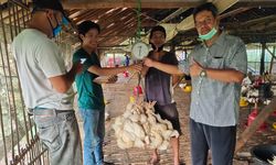 Kementan Ingatkan Perusahaan Mitra untuk Membeli Ayam dari Peternak Mandiri