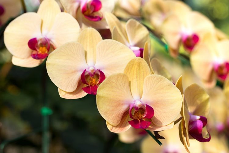 Ilustrasi bunga anggrek. 