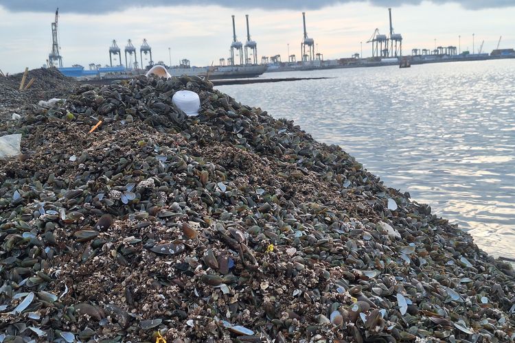 Limbah Kulit Kerang Menggunung, Warga Cilincing Desak Pemerintah Cari Solusi