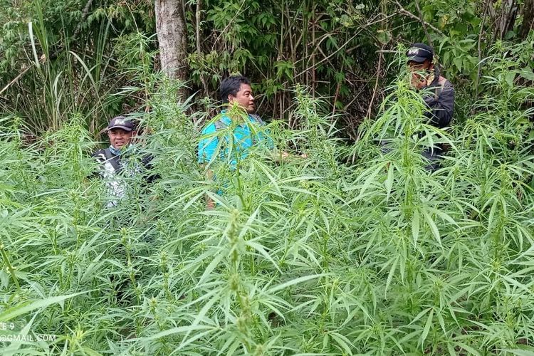 Tanaman ganja yang ditemukan tim gabungan yang terdiri dari Balai Besar TNBTS, Kepolisian Resor Lumajang, TNI, dan perangkat Desa Argosari, Kecamatan Senduro, Kabupaten Lumajang, Jawa Timur pada September 2024 lalu.