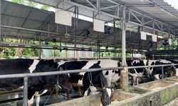 Imbas Cuaca Panas, Produksi Susu Merosot dan Kurang Bergizi