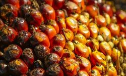 Harga CPO Global Diproyeksi Naik pada Q2 2026, Dipicu Ketegangan Timur Tengah