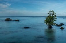 Laut Mati Ternyata Ada di Indonesia, Benarkah Tak Ada Kehidupan di Dalamnya?