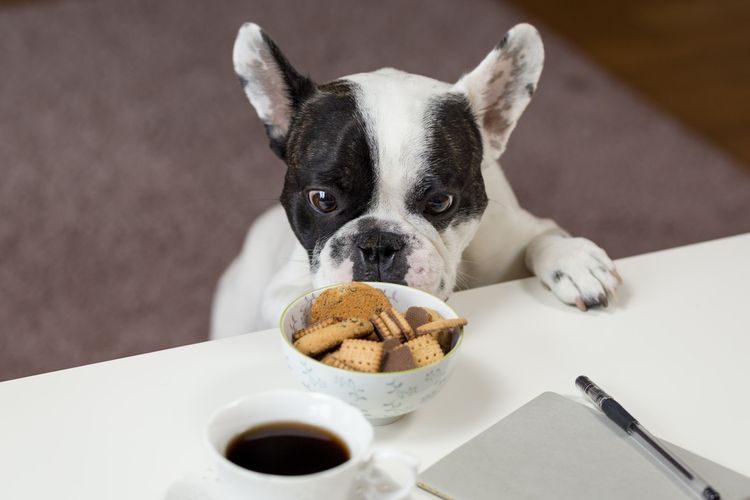 Ilustrasi anjing sedang mengendus makanan.