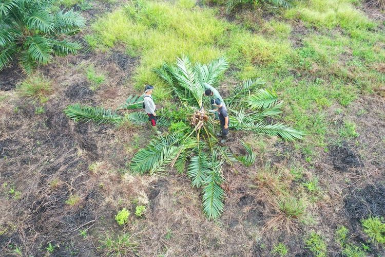 Kemenhut Musnahkan 98,8 Hektar Kebun Sawit Ilegal di TN Berbak Sembilang Jambi