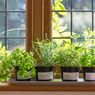 6 Langkah Membuat Kebun Kecil yang Indah di Rumah