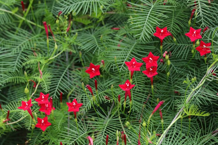 Cypress vine atau sangga langit