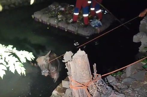Pakai Alat Seadanya, Damkar Evakuasi Kerbau Tercebur Kali di Cengkareng