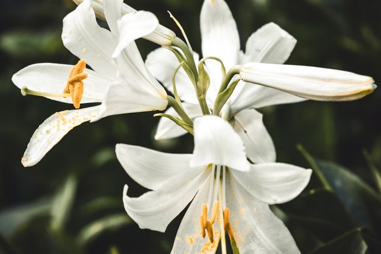 Ilustrasi bunga lily.