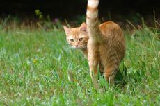 Serba-serbi Hewan: Kenapa Kucing Suka Menunjukkan Pantat?