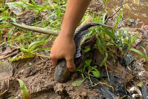 Dokter Ungkap Bahayanya Konsumsi Ikan Sapu-sapu dari Sungai Tercemar