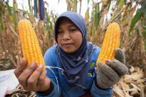 Kementan Klaim Jagung Melimpah Ruah, Kenapa Mahal di Lapangan?