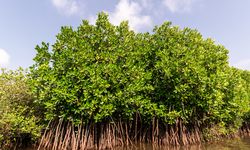 32.000 Hektare Lahan Mangrove Bakal Direhabilitasi Tahun Ini