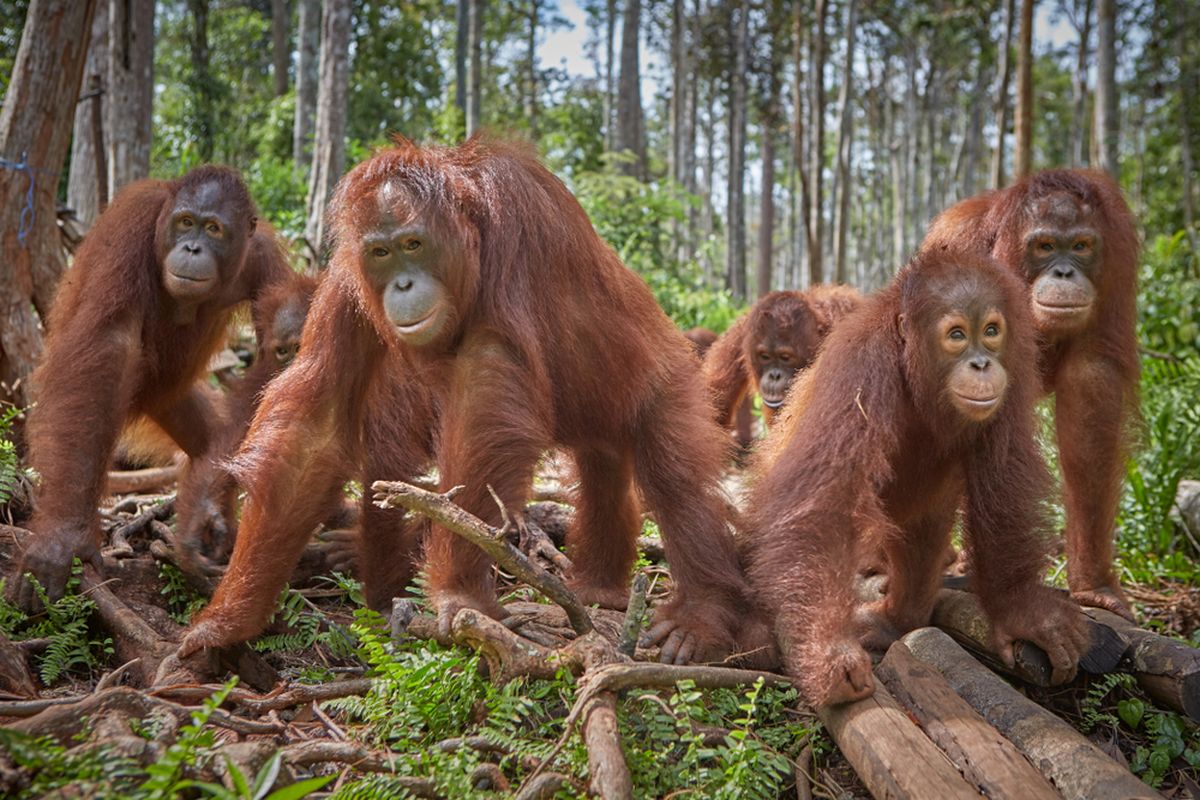 Ilustrasi orangutan Borneo. 