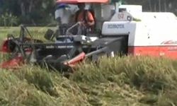 Masyarakat Perlu Terus Diingatkan soal Mutu Beras