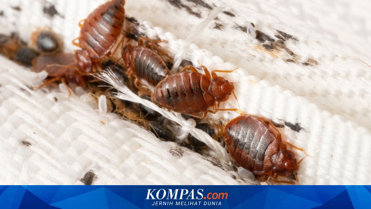 6 Serangga Kecil yang Kerap Muncul di Rumah, Apa Saja?