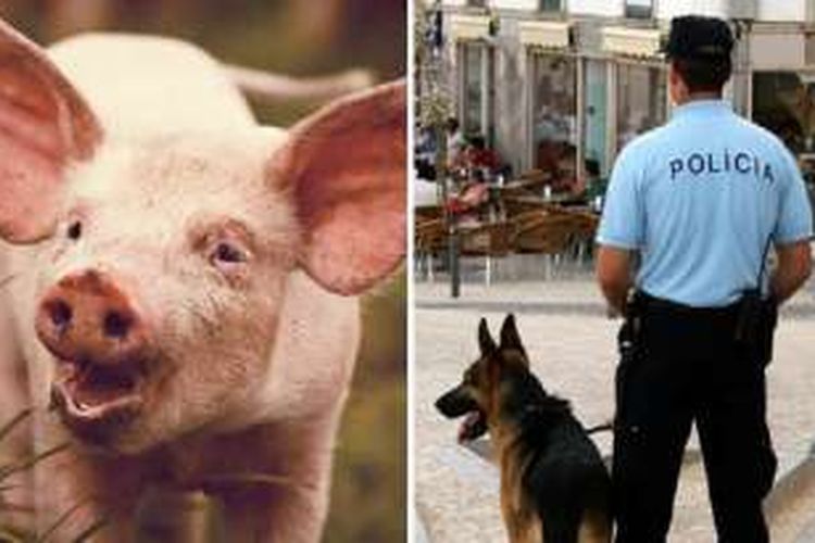 Seorang pria Portugal berurusan dengan hukum karena melakukan hubungan seks dengan babi.