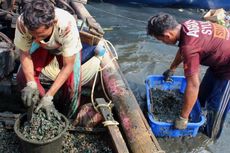 Pabrik Farmasi Diduga Buang Limbah Parasetamol ke Teluk Jakarta