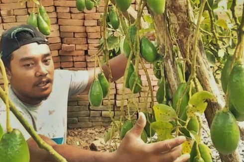 Dosen Itera Dampingi Pengembangan Agroforestry Alpukat Siger