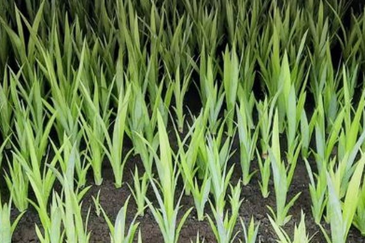 Pembenihan nanas PK-1 