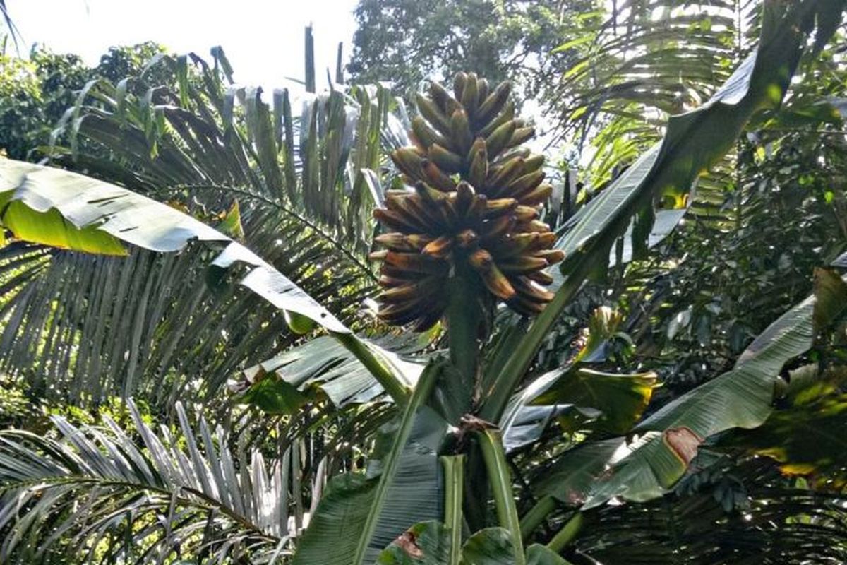 Pisang tongka langit tanaman endemik Maluku (