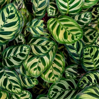 Ilustrasi tanaman Calathea makoyana. 