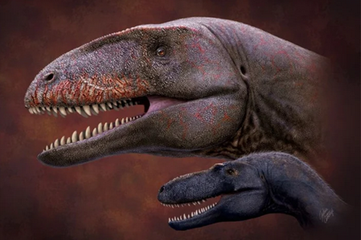 Dinosaurus predator puncak bukan T-rex. Sebelum T-rex, hidup dinosaurus yang dinamai Ulughbegsaurus uzbekistanensis, masih kelompok carcharodontosaurus, atau dinosaurus bergigi hiu (atas). Ukuran carcharodontosaurus jauh lebih besar dibanding tyrannosaurus Timurlengia (bawah) atau T-rex.