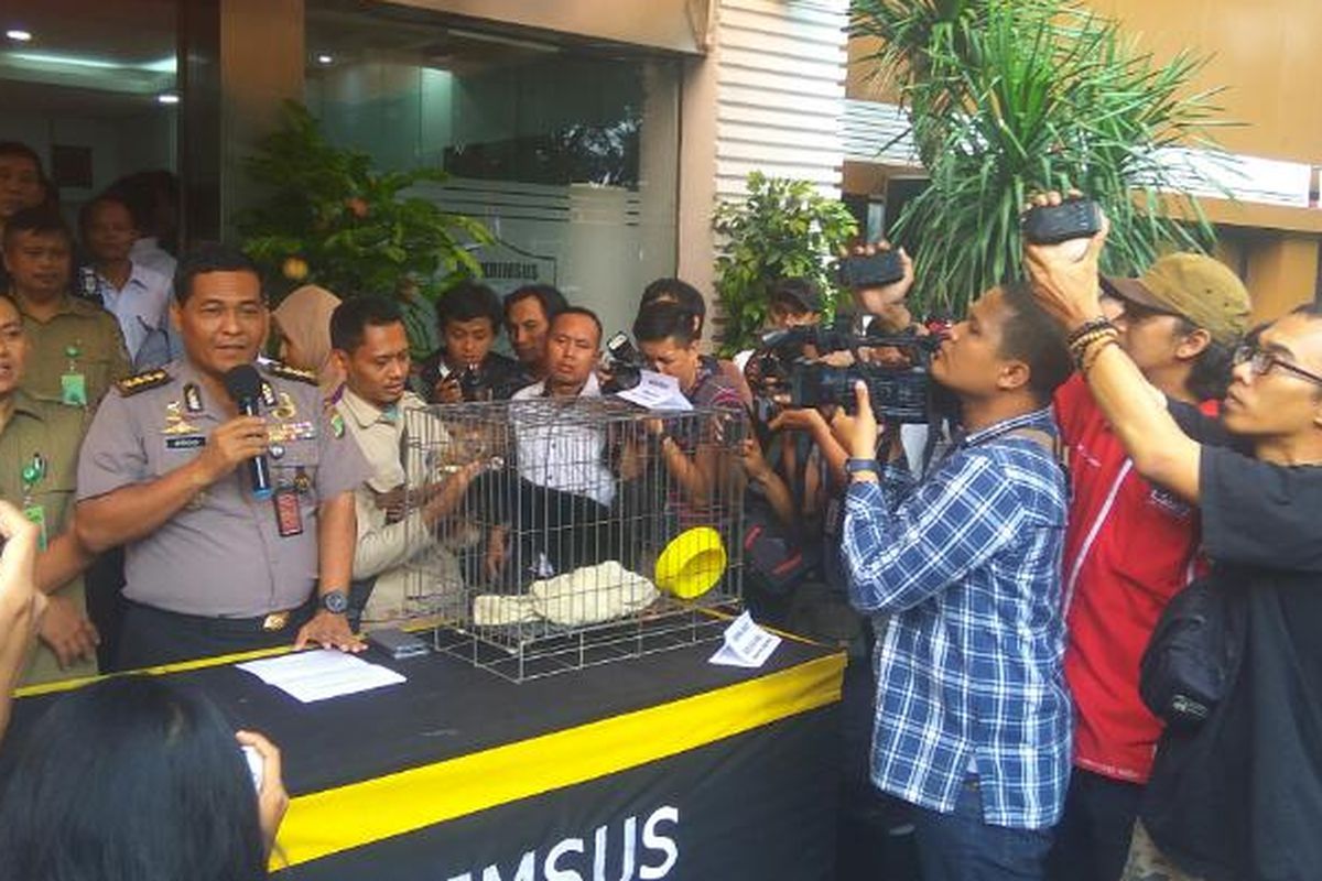 Polda Metro Jaya merilis kasus penangkapan seorang pengusaha yang memelihara satwa langka dilindungi di Mapolda Metro Jaya, Selasa (4/4/2017).