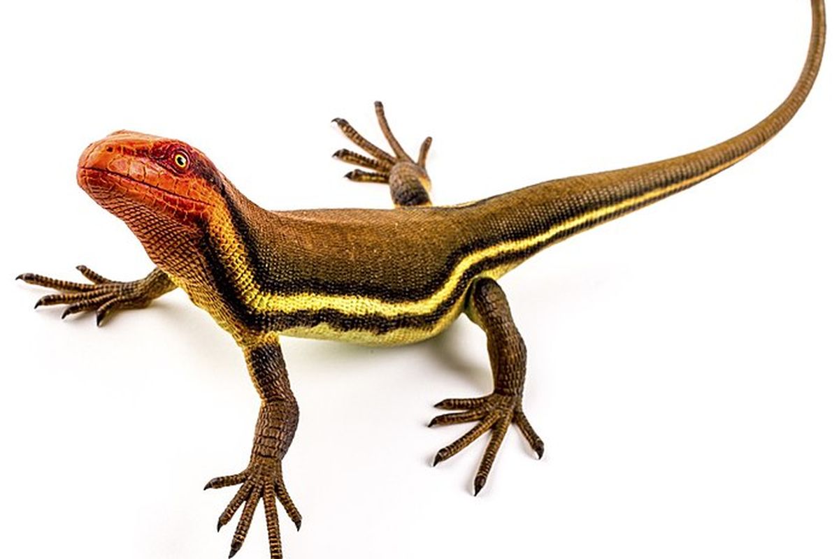 Hylonomus lyelli, reptil pertama di muka bumi