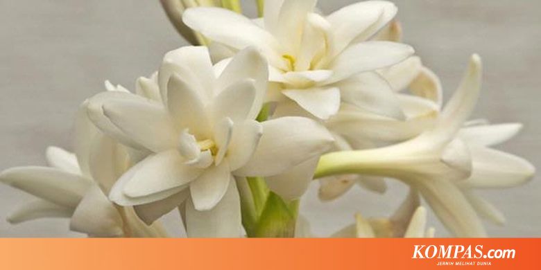 Terkeren 11 Bunga  Melati  Katarak Gambar Bunga  Indah