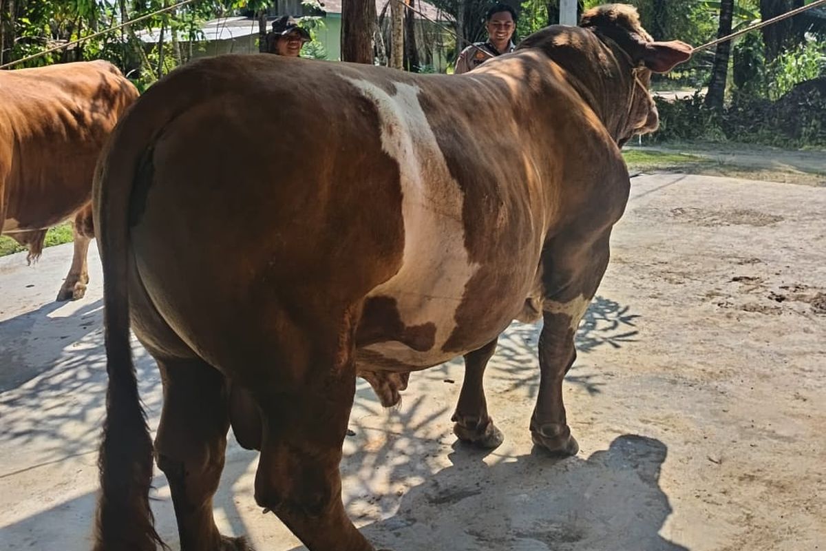 Remon, sapi kurban Presiden Prabowo Subianto milik seorang bhabinkamtibmas di Indragiri Hulu, Riau.