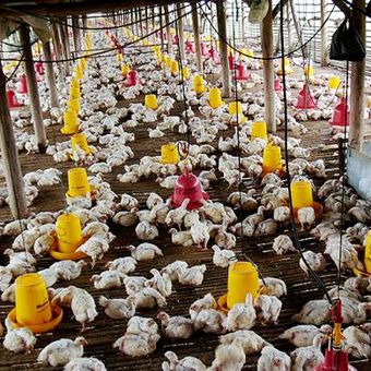 Ilustrasi: Peternak mengecek pakan ternak ayam broiler di Kecamatan Gegesik, Kabupaten Cirebon, Jawa Barat, Kamis (25/2/2016). 