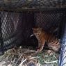 BKSDA Aceh Tangkap Harimau Pemangsa Hewan Ternak Warga