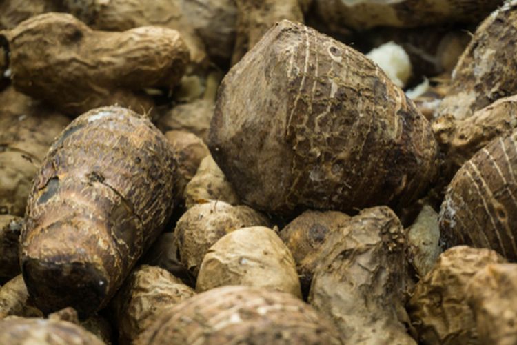 Ilustrasi budidaya umbi gembili