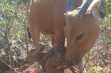 Dua Ekor Banteng Jawa di Taman Nasional Baluran Kembali Melahirkan