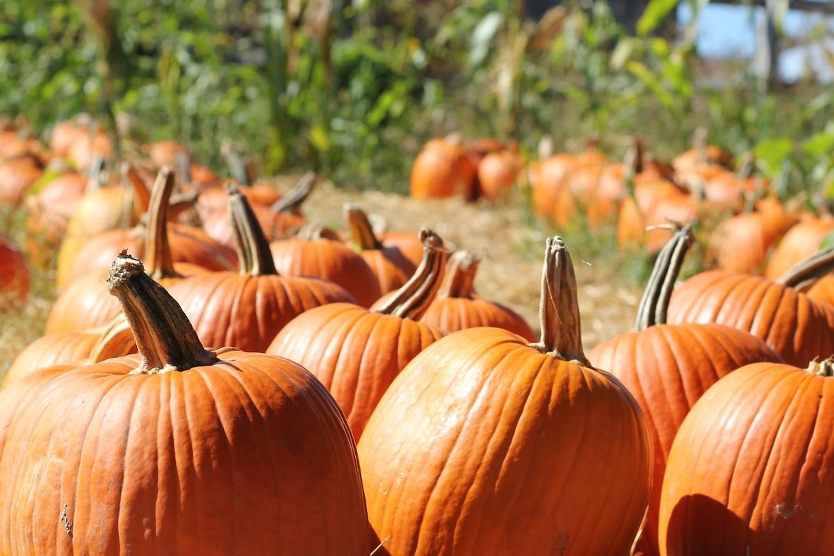 Ilustrasi labu kuning.