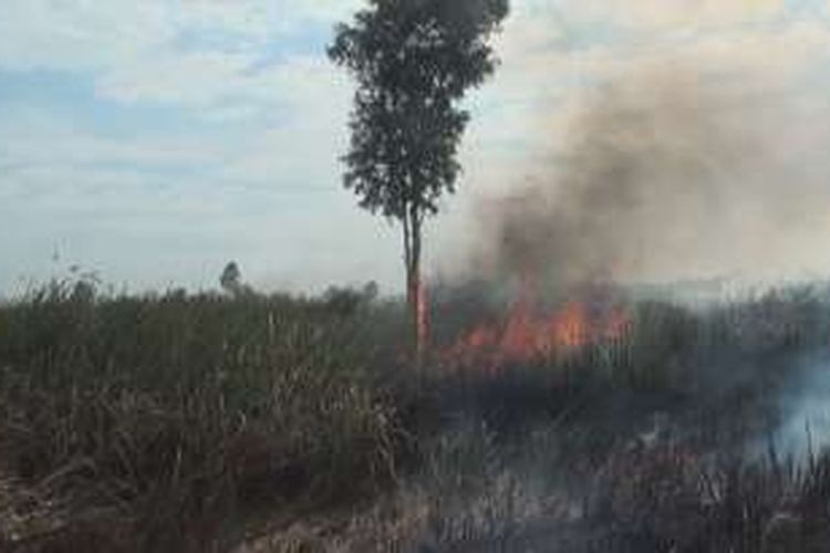 Satu batang pohon gelam tampak mulai terbakar akibat tersambar api dari kebakaran lahan gambut di Desa Soak Batok Ogan Ilir, Sumatera Selatan, Kamis (4/8/2016). 