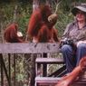 Birute Galdikas Dokter Jerman, 50 Tahun Mengabdi untuk Orangutan, Menikah dengan Pria Dayak