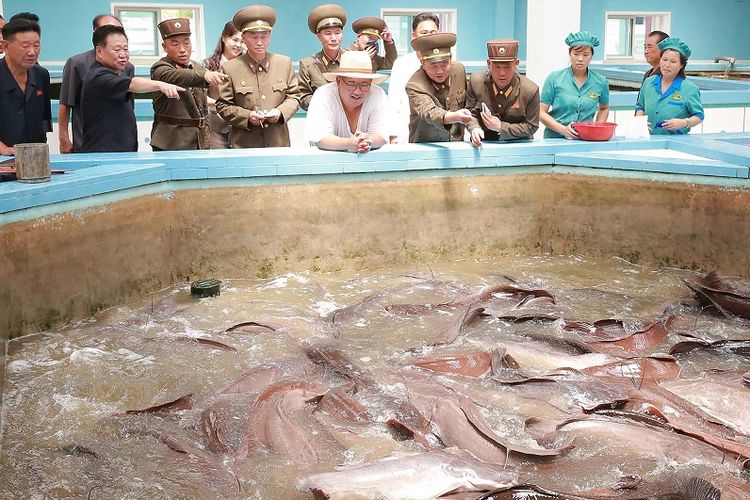 Dalam foto yang dirilis 6 Agustus 2018 ini terlihat pemimpin Korea Utara Kim Jong Un tengah meninjau sebuah kolam ikan lele di peternakan Samchon di provinsi Hwanghae Selatan. 