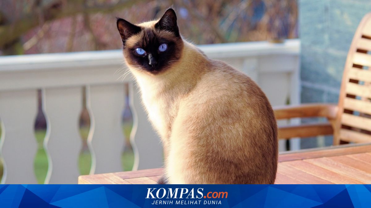 10 Rekomendasi Ras Kucing yang Mudah Dilatih, Ada Siam dan Persia